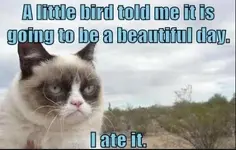 grumpycat.webp