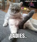 funny-cat-pictures-with-captions-funny-kitties-funny-cat-photo-610x680.webp
