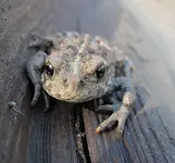 Frog & Bug Sized.webp