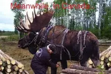 meanwhile-in-canada-moose.webp