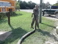 python thanksgiving day 2013 resized.webp python thanksgiving day 2013 resized.webp