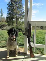 last quail 005.webp