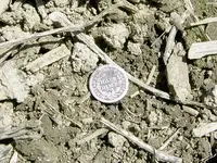 Half Dime in Field.webp