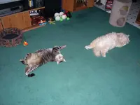 Jake&Mooch.webp