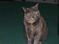 Roxy girl.webp