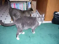 Rufus.webp