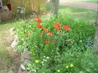 Garden.webp