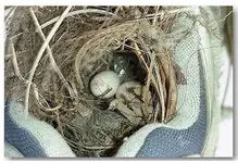 birdhome1.webp
