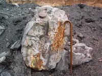 Fossils 013.webp