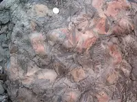 Fossils 011.webp
