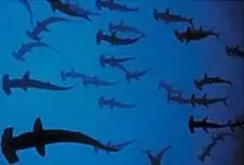 Coco\'s Island Hammerheads.webp