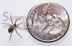 brown-recluse-spider-1.jpg