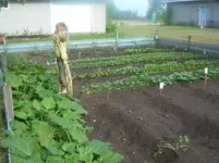 veggies.webp