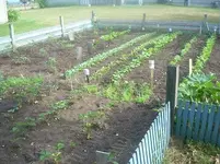 veggie 2.webp
