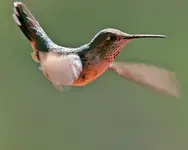 flying.webp