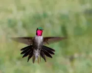 attack.webp