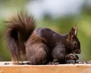 Scrat.webp