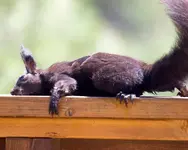 Scrat lays-out.webp