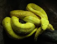 eyelash viper (Large).webp