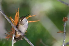 hummers 7-27-7 002_RT8.webp