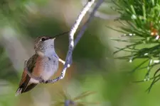 hummers 7-27-7 006_RT8.webp