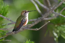 hummers 7-27-7 008_RT8.webp