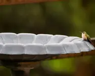 To-small-for-a-bath.webp