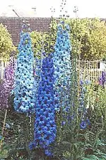 delph  blues and violet.webp
