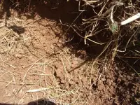 reale hole.webp