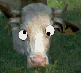 MadCow.gif