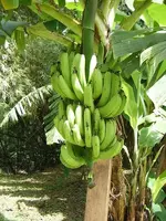 banana-tree.webp banana-tree.webp