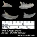 fossil_crab_claw_miocene_calvert.webp