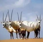 Arabian-Oryx-David-Mallon600.webp