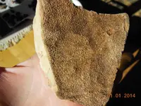 DSCN4013.webp