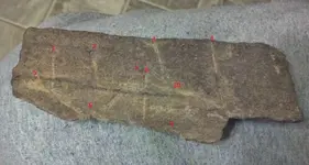 Bone with bite marks.webp