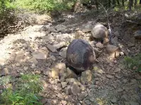 creek eggs.webp