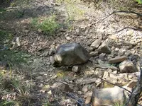 creek egg 1.webp