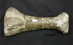 stegosaur_bone.webp