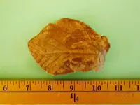 DSCN4285.webp