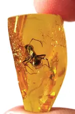 Amber2.webp