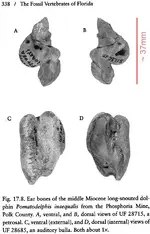 earbonespomatodelphis.webp
