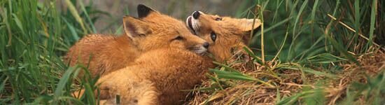 red foxes.jpg