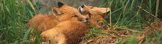 red foxes.webp