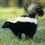 skunk-smell-300.jpg