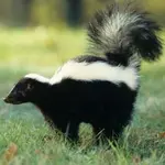 skunk-smell-300.webp skunk-smell-300.webp