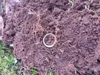 Ring_1.webp Ring_1.webp