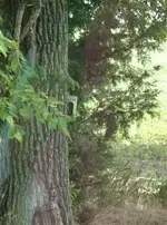 Antietam 051 (Small).webp