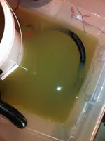 bluebowlres.webp