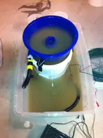 bluebowldirty2.webp