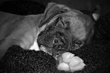 Griffyn.webp